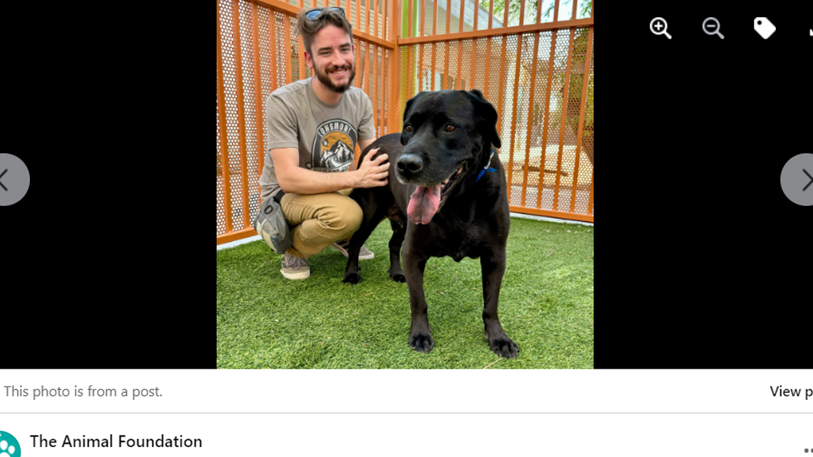 Duke might be low-energy, but he is well-trained and may be a perfect fit for the right owner.