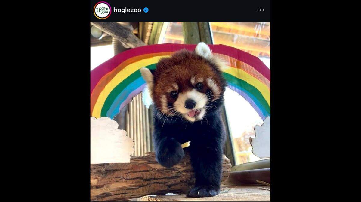 A red panda died after a severe health decline, Utah zookeepers said.