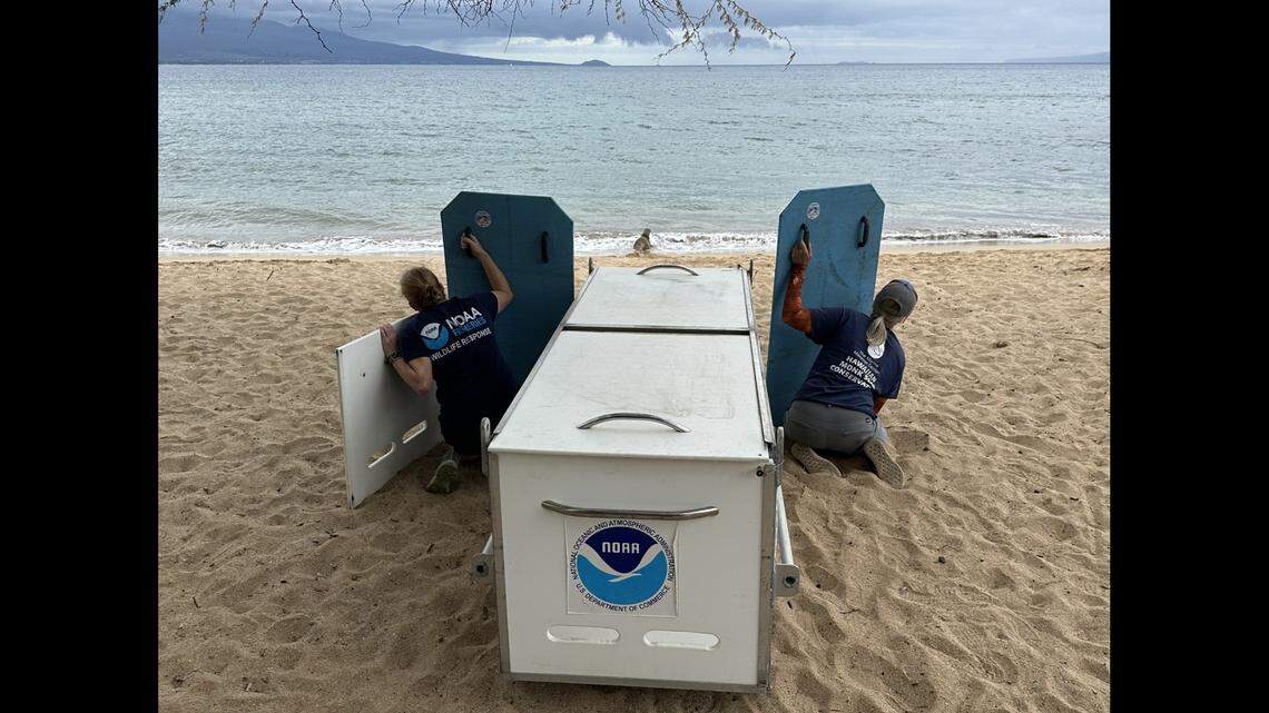 RS52 was released back on Maui in January after receiving treatment for malnutrition and parasites at The Marine Mammal Center’s Hawaiian monk seal hospital, Ke Kai Ola, officials said.