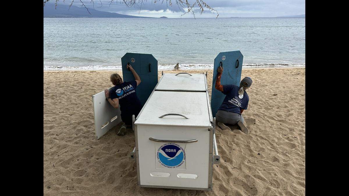 RS52 was released back on Maui in January after receiving treatment for malnutrition and parasites at The Marine Mammal Center’s Hawaiian monk seal hospital, Ke Kai Ola, officials said.