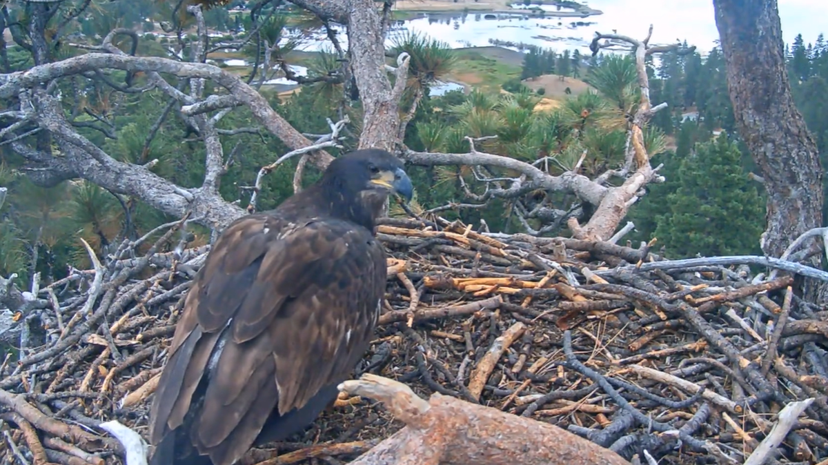 Gizmo is seen in the nest Aug. 28 overlooking Big Bear Lake, California. 
