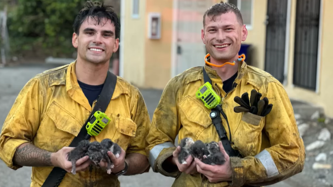 Richmond firefighters stumbled on the kittens while battling a blaze.