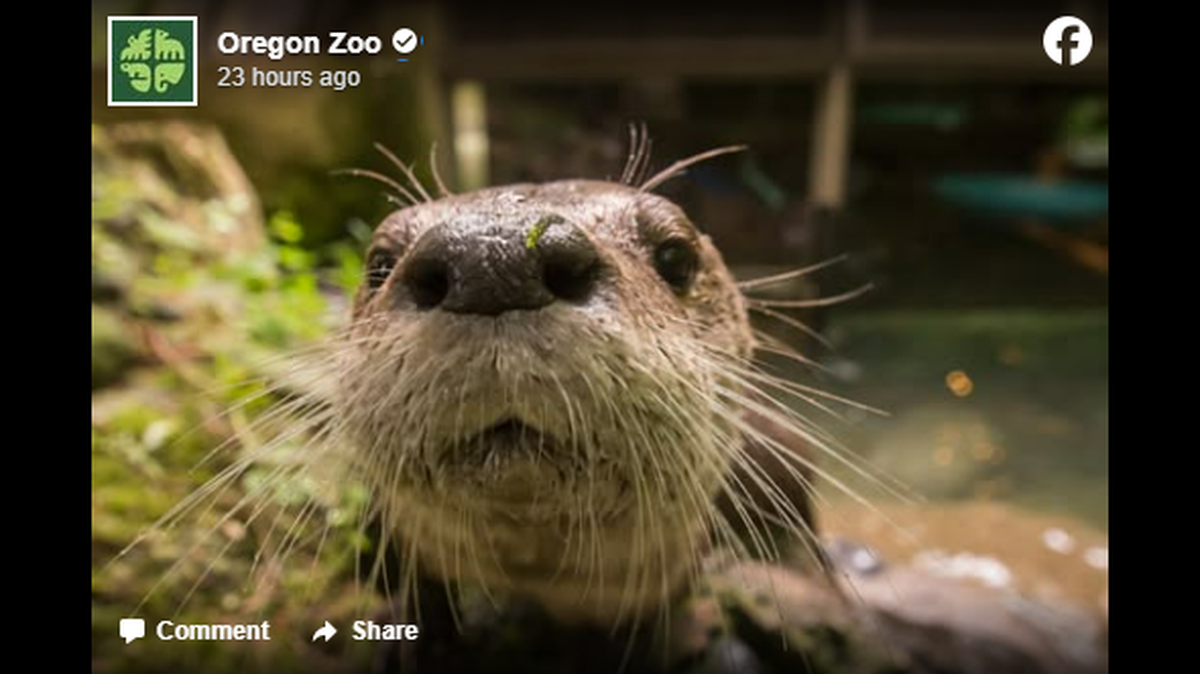 A “beloved” river otter named Tilly was euthanized in Oregon, zookeepers said.