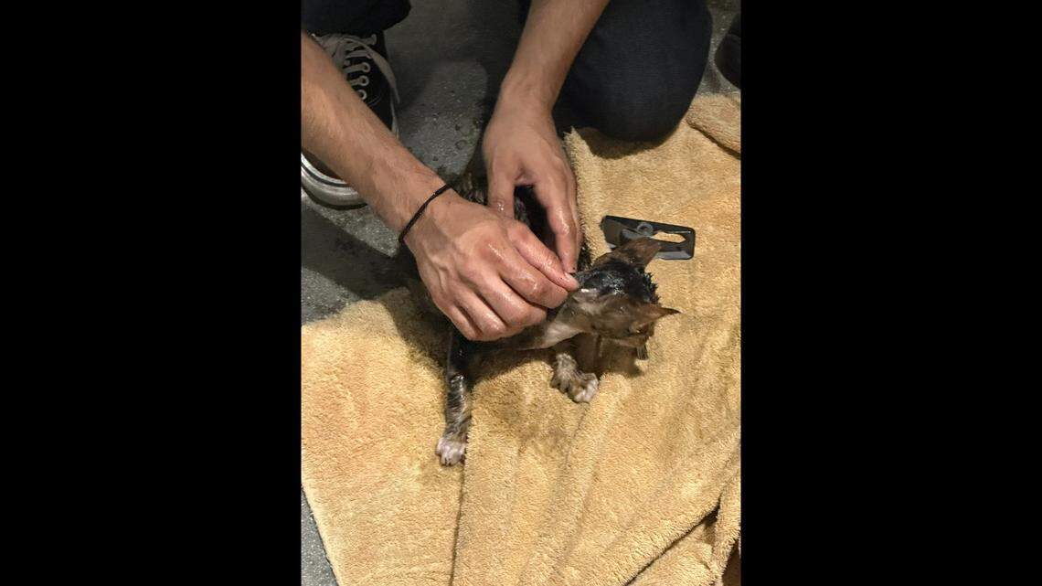 After the kitten was freed, it went home with the resident who found it trapped in the tire.