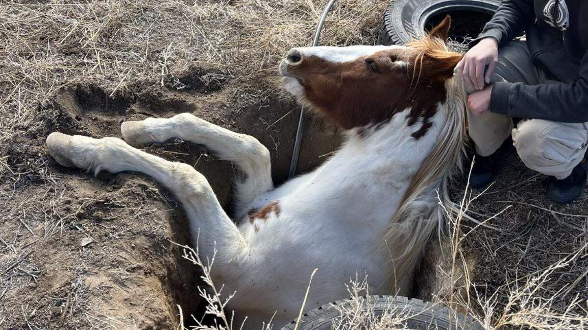 A horse was rescued from a collapsed septic tank, Colorado officials said.
