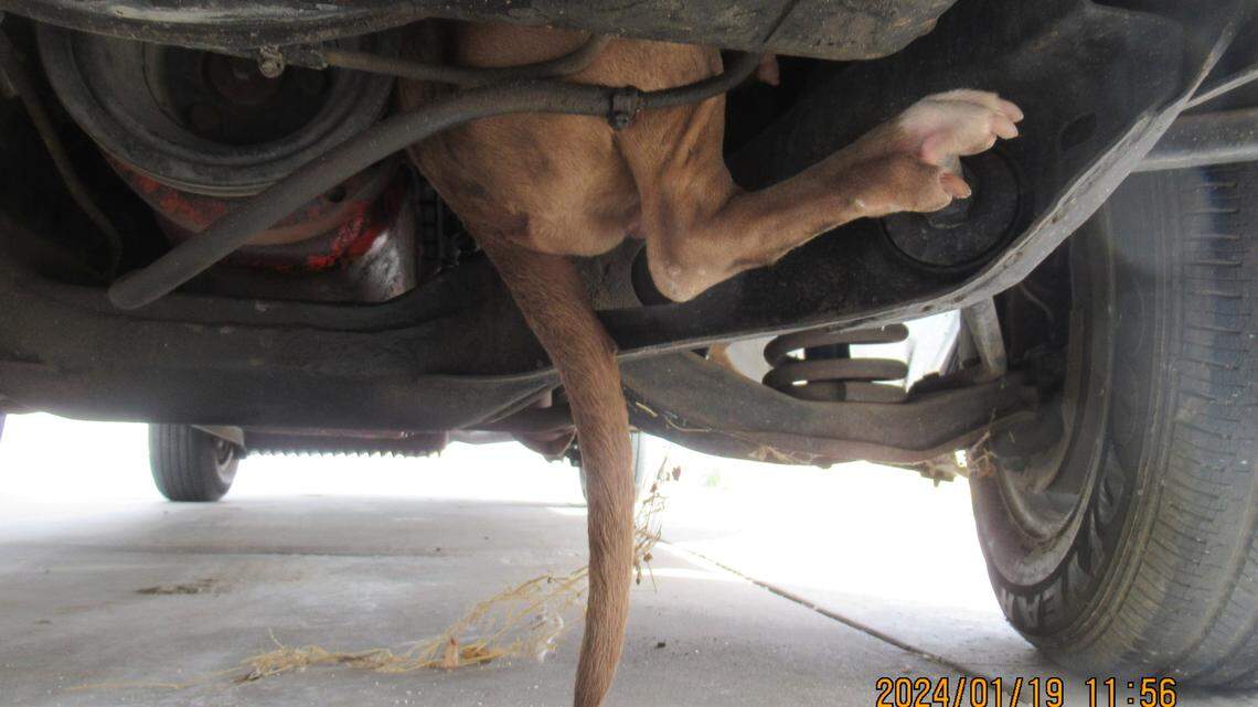 An animal chased a cat under a vehicle, and it ended up trapped in the engine Jan. 19 in Phoenix, a shelter said. Its foot and tail were seen dangling from the engine.                     