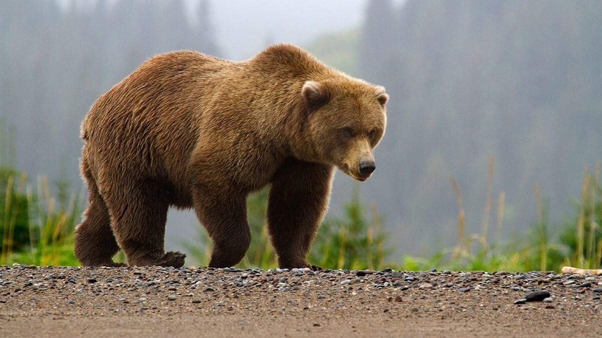 A brown bear (not the one pictured) was killed during the attack, troopers say.
