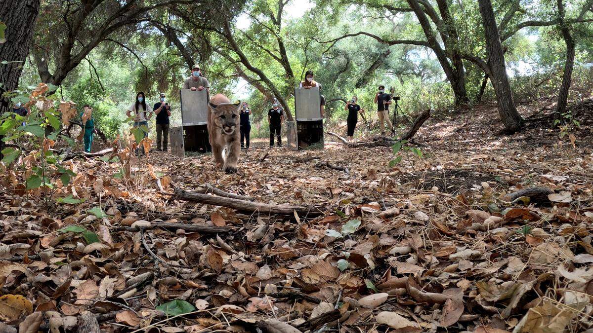 The cubs were released in San Diego County, a nonprofit says.