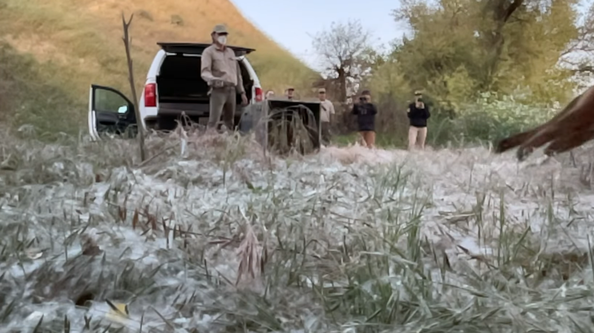A “majestic” creature spent two months recovering from a fractured jaw at a California wildlife rehabilitation center and was recently released back into the wild, video shows.