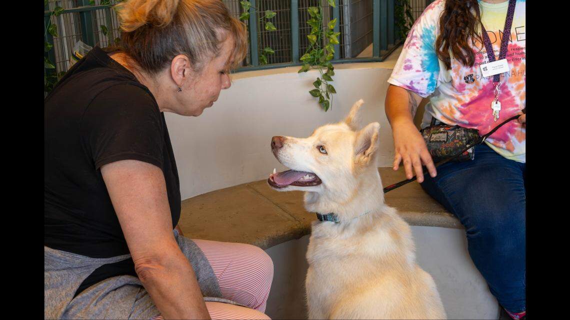 Prior to adopting him, Riley’s new owner “met with him several times, making sure it was the right fit — both for her, and for her other husky at home,” the shelter said.