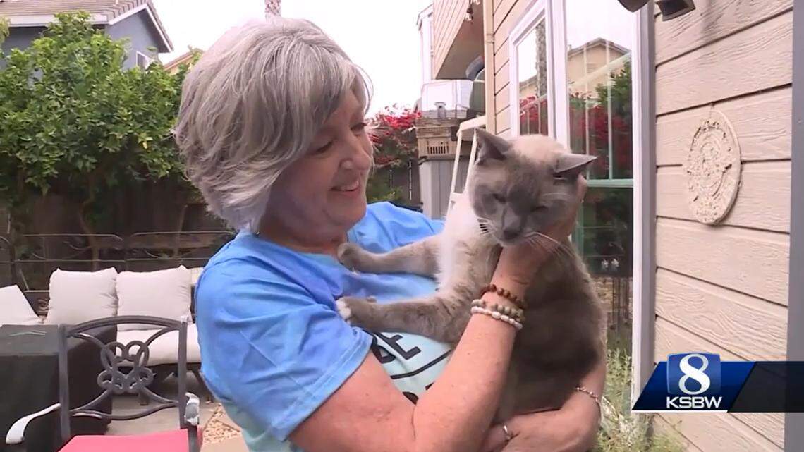 A couple’s cat ran off during a camping trip in Yellowstone — but the determined pet found his way more than 800 miles back to California.