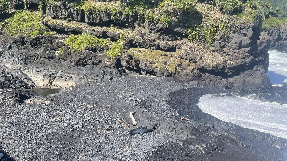 It might look like a couple of pieces of driftwood on the shore, but there’s actually a sleepy sea creature napping there, too.
