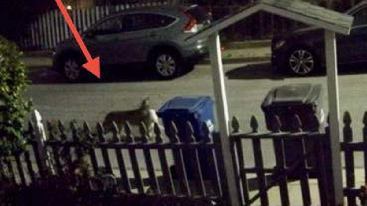 An apex predator was spotted carrying a pet cat through the streets of a California neighborhood, officials said.