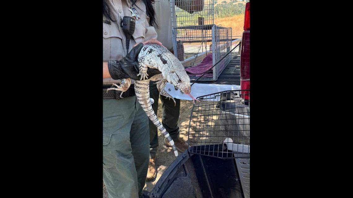 Workers spotted the fugitive lizard on a dam at the park