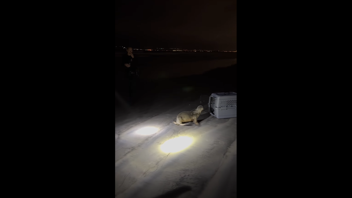 A sea lion didn’t want to go into the ocean after officers found the pup wandering a California highway.