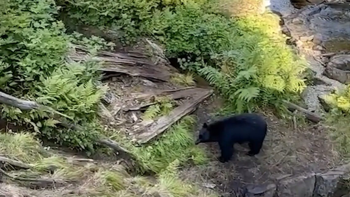 A mama black bear is shown staring down a brown bear to protect her cub inside a national forest in Alaska.