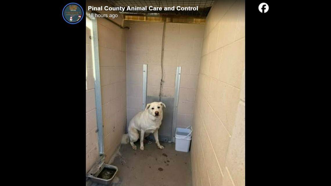 A dog was dumped by his owner in Arizona, the animal shelter said.