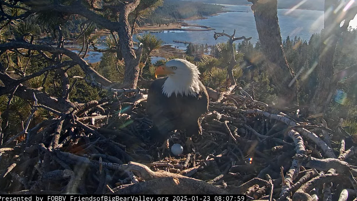 Beloved eagle mom lays first egg of season in CA. See Jackie’s much-anticipated moment