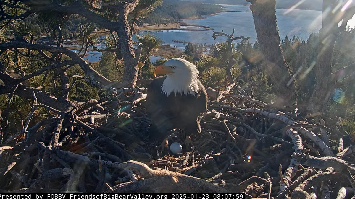 Bald eagles Jackie and Shadow are taking turns tending to their first egg of the season.