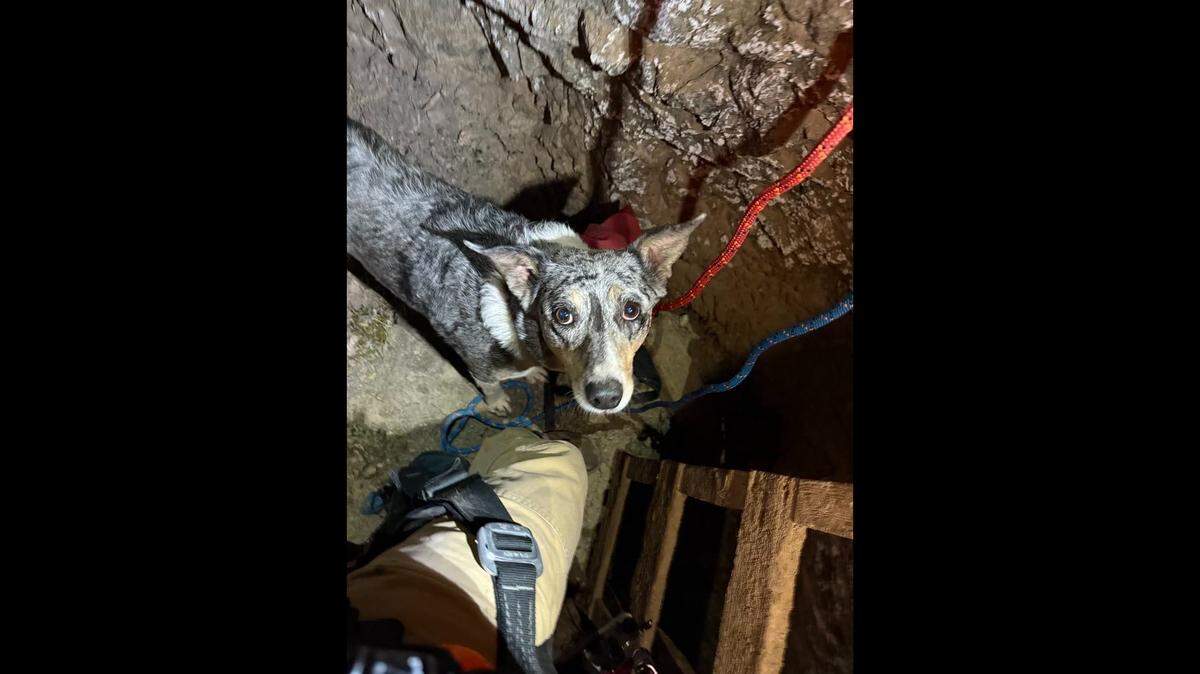 A 9-year-old dog named Hailey was found at the bottom of an old mine shaft in Arizona.