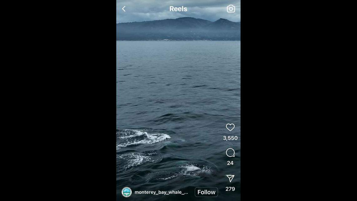 A marine life excursion company set out to find a lone sea creature — but ended up spotting dozens off the coast of California, video shows.