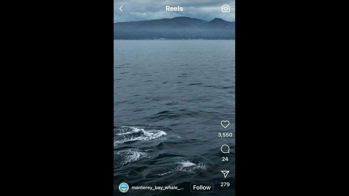 A marine life excursion company set out to find a lone sea creature — but ended up spotting dozens off the coast of California, video shows.