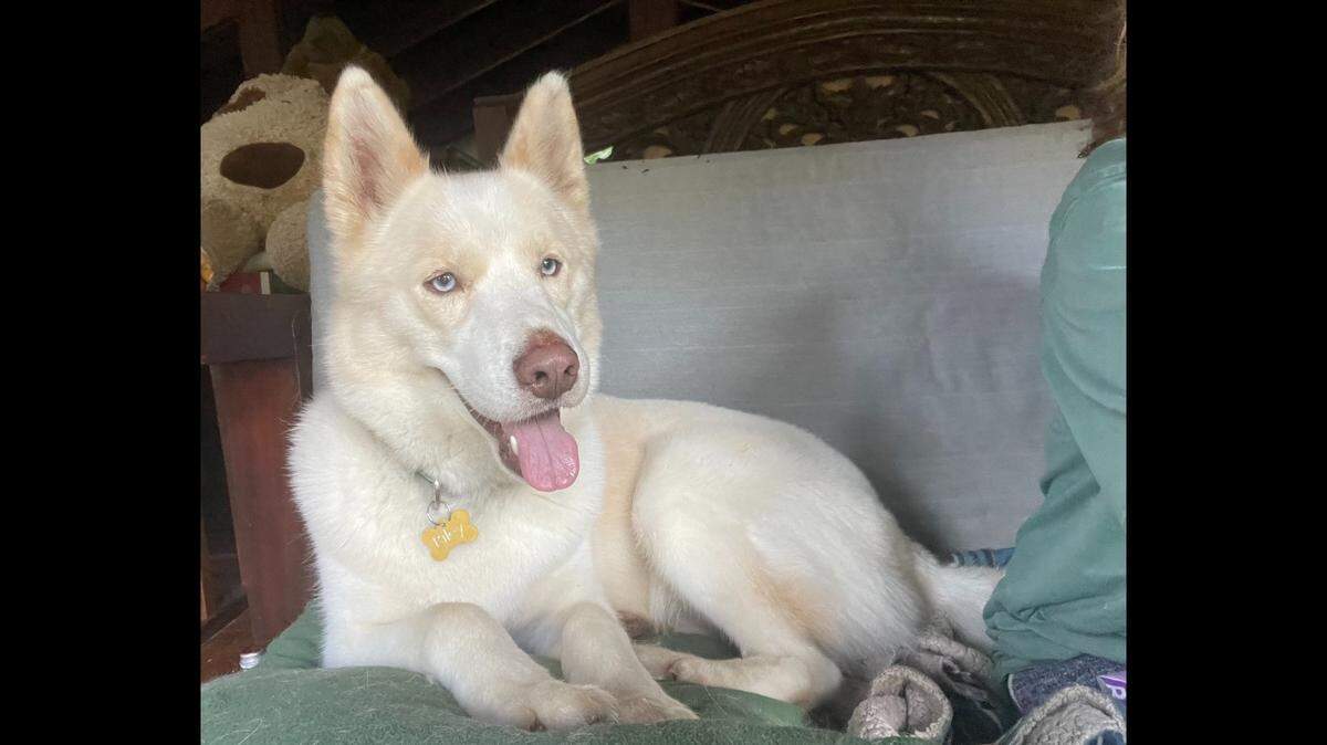 Riley is settling into his new home, a nonprofit shelter said.