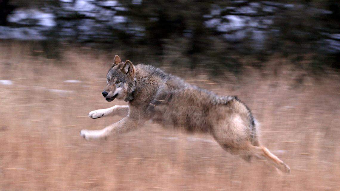 A wolf shortly after its release in December. A total of 10 wolves from Oregon were reintroduced in Colorado.