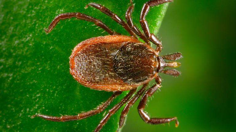 Hospital visits for tick bites spike in United States. What to know about ticks