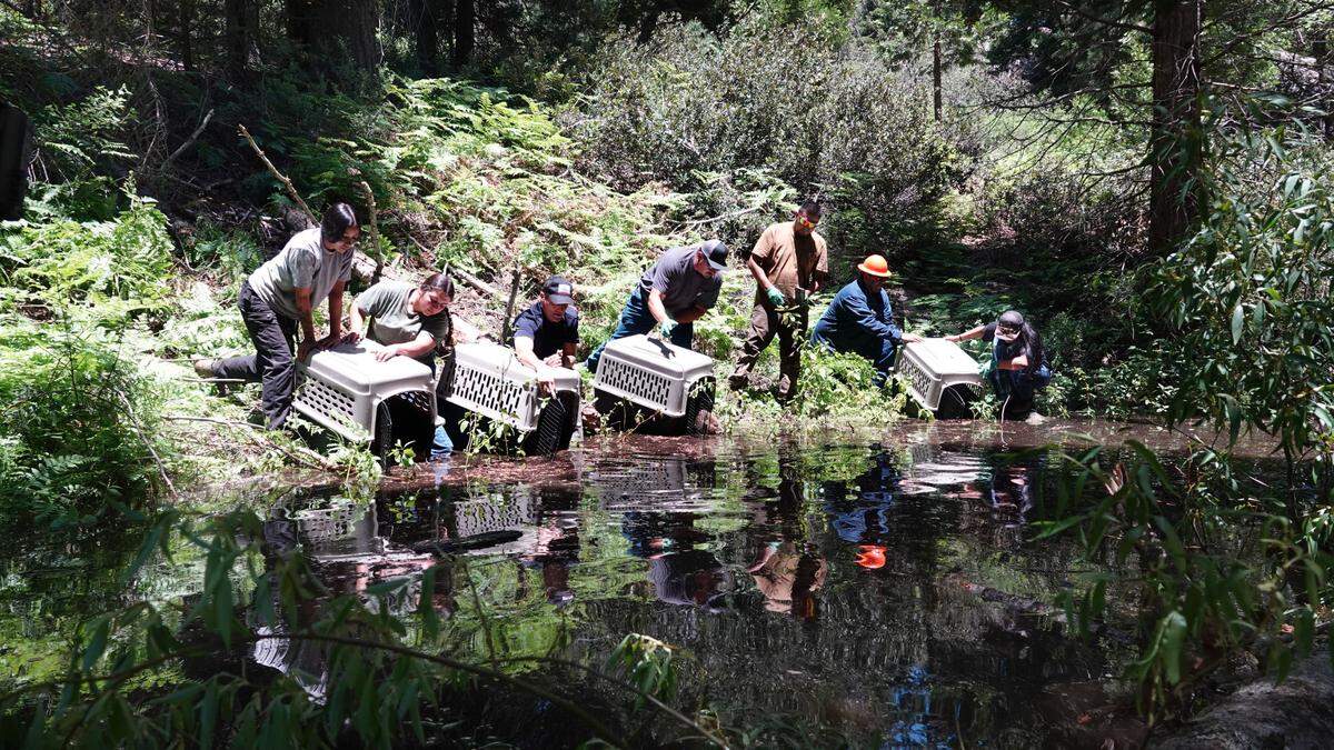 Members of the Tule River Tribe and California wildlife officials reintroduced beavers to a watershed on the tribe’s reservation, where the beavers were historically found.