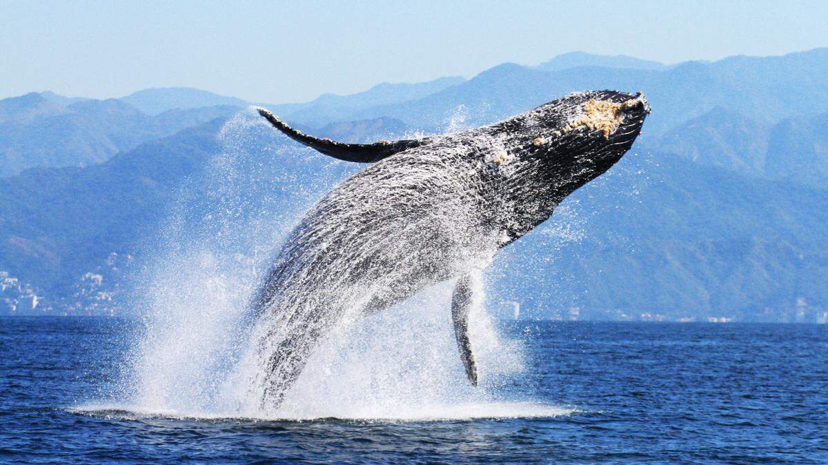 A newly released study shows changes in the humpback whale population by using photos sent in by researchers and the public.