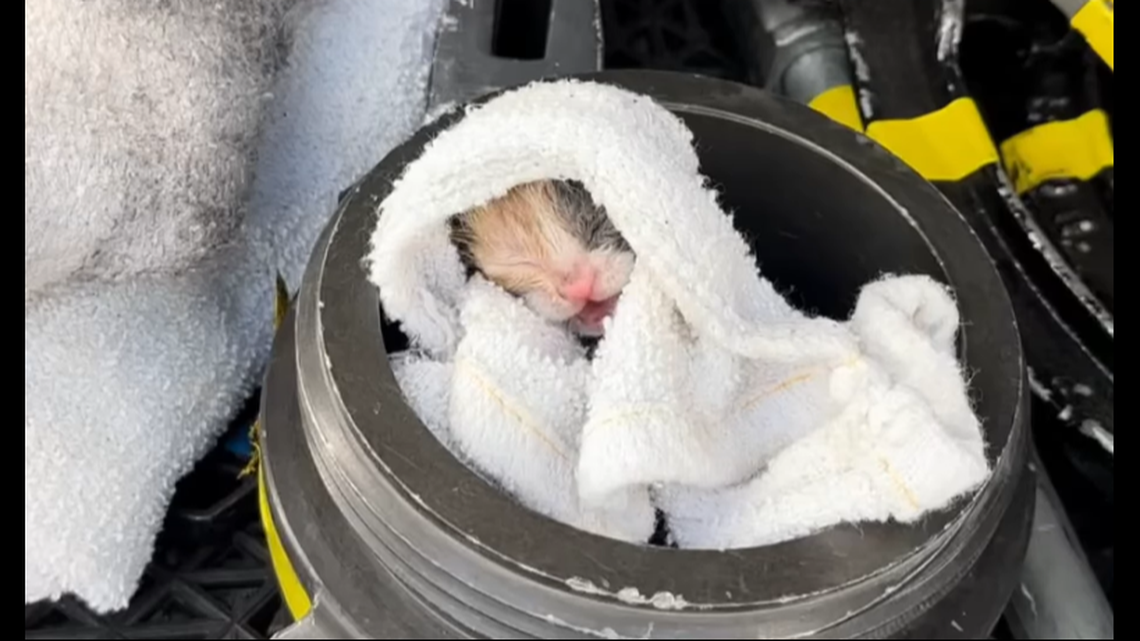 The rescued kittens will soon need homes.