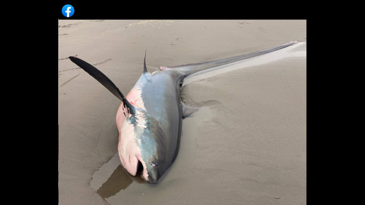 This thresher shark washed in to the Long Beach Peninsula in Washington, and died there.