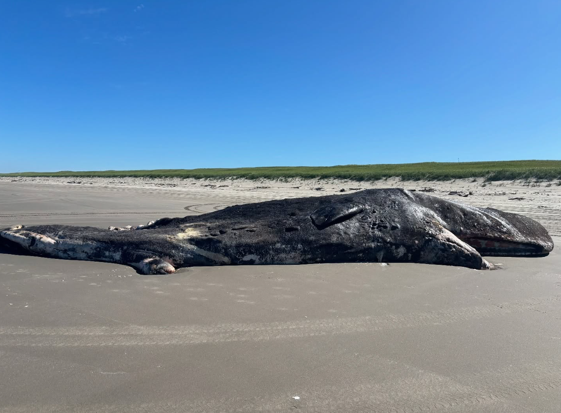 Deceased sperm whale lying on the beach.