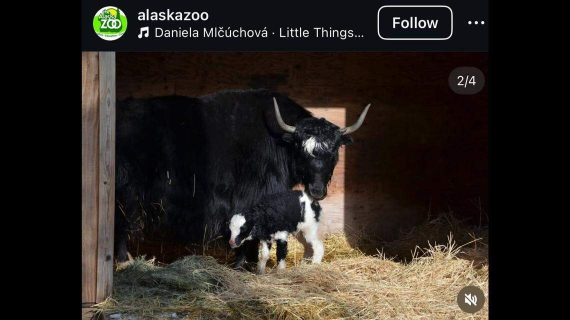 A baby yak was welcomed by zookeepers, the Alaska Zoo said.