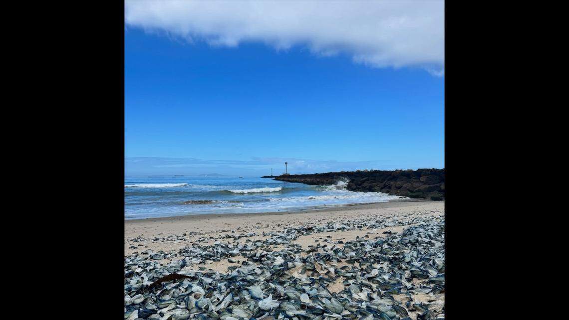 Velella velellas “use their translucent, triangular sails to free-float around the ocean,” rangers say.