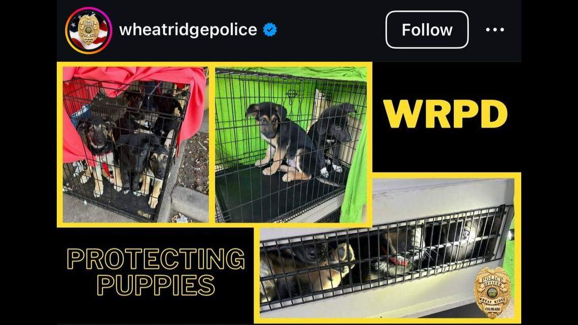 Eleven puppies were rescued from a motel room in Colorado, officials said.