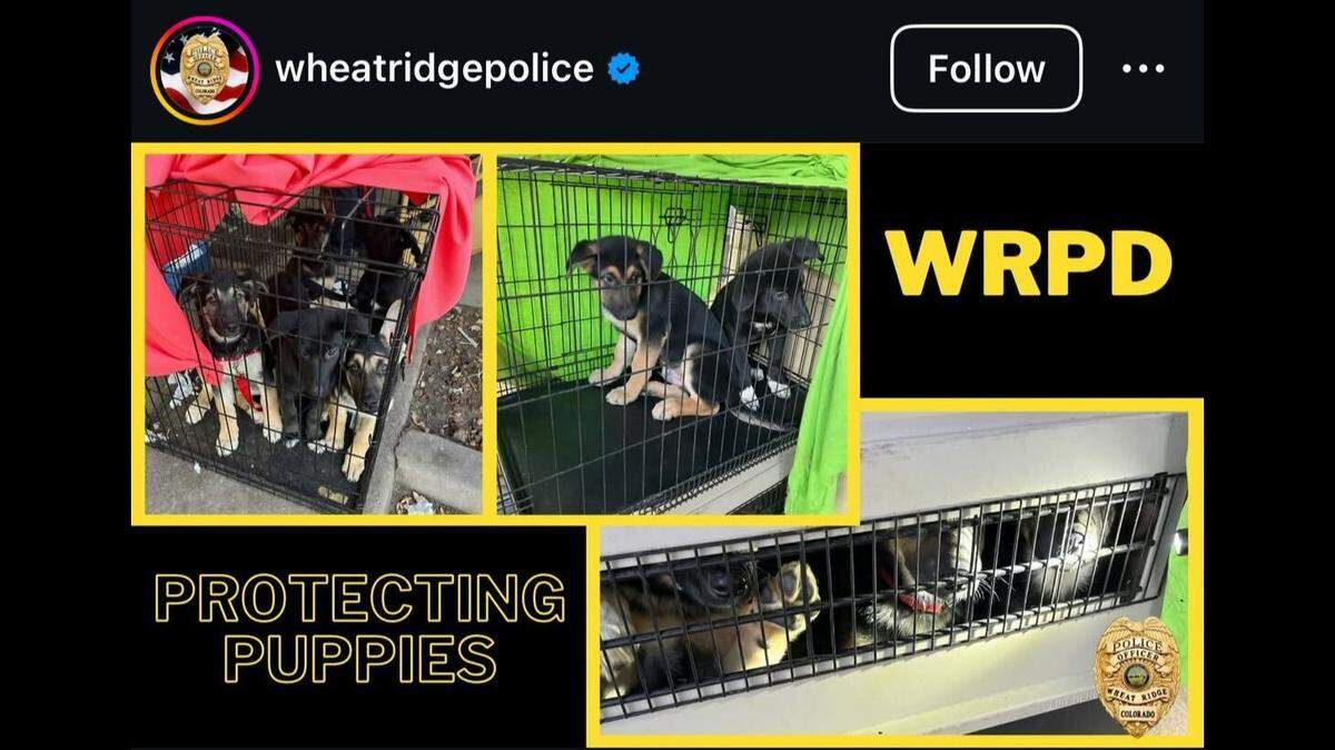 Eleven puppies were rescued from a motel room in Colorado, officials said.