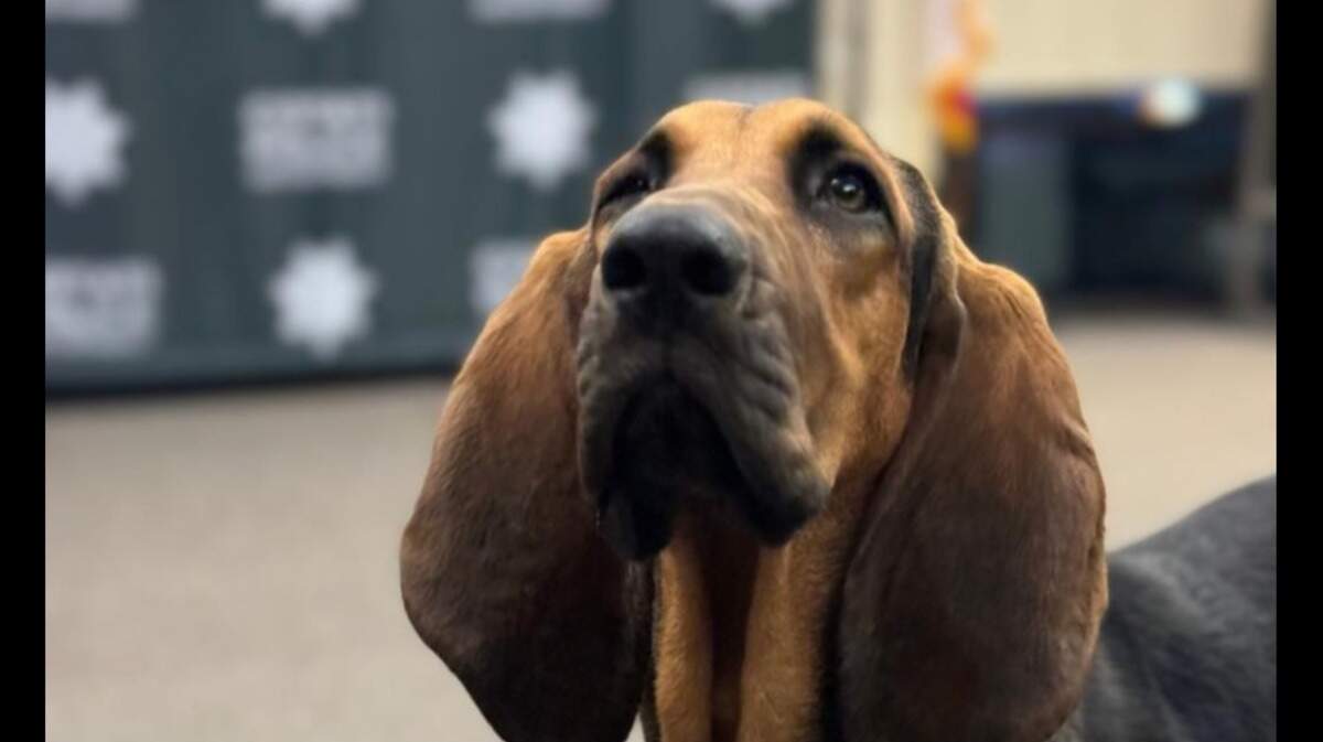 Dolly helped find a missing 81-year-old woman with dementia, police said.