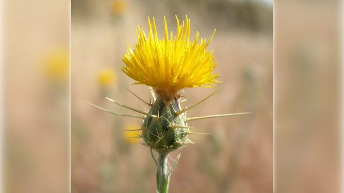 The ‘plant that ate California.’ Meet the Golden State’s worst invasive weed