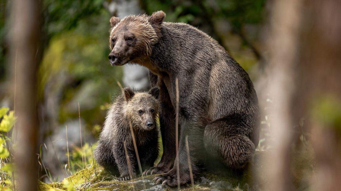 A grizzly bear and cub that continued to break into garages and cabins for food were euthanized, Montana officials say.
