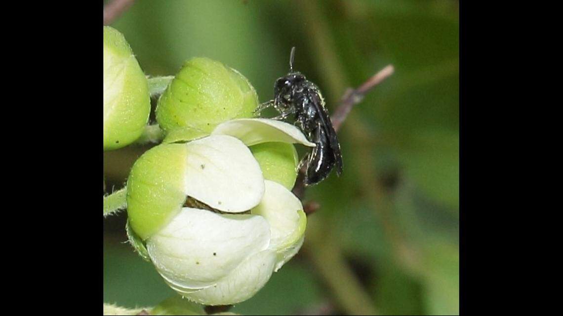 Hylaeus paumako, a previously unknown species of bee, was discovered in Hawaii, officials said.