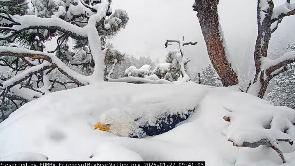 Jackie tends to her two eggs in a nest overlooking Big Bear Lake.