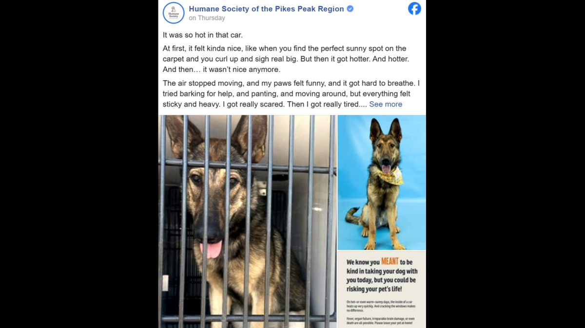 The Humane Society of the Pikes Peak Region said the dog is “super friendly with strangers and loves attention.”