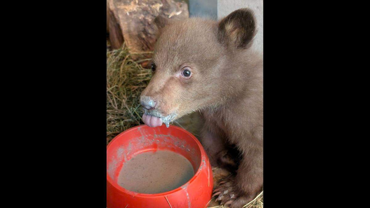 After arriving at the center in a “fragile” condition, the bear is now “active, eating well and gaining weight steadily,” according to the nonprofit’s wildlife operations manager.