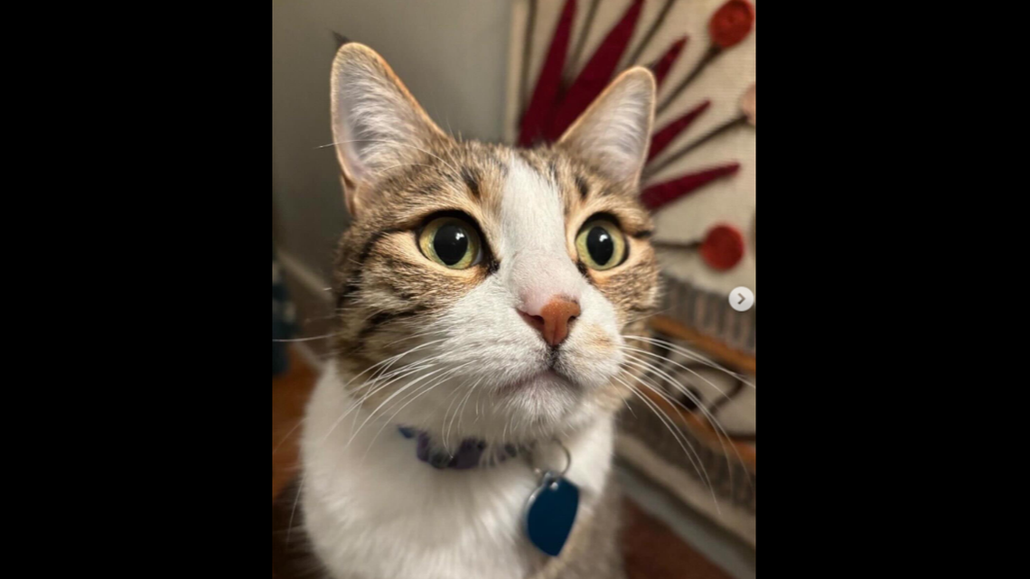 A California cat is waiting to be adopted by a forever family after she was rescued over three years ago.