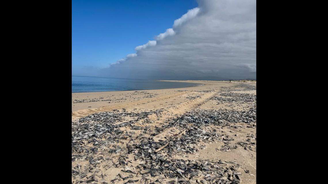 Blue sea critters stretching across Southern California beach.