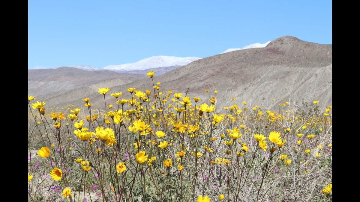 Wildflower blooms seen at Anza-Borrego Desert State Park in 2019.