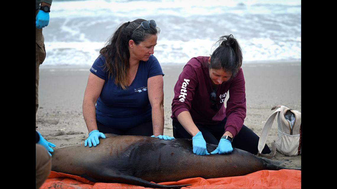 Channel Island Marine & Rescue Institute volunteers working alongside Vandenberg personnel collect a urine sample from a beached sea lion to perform rapid testing and confirm for domoic acid ingestion on Surf Beach at Vandenberg Space Force Base on July 29, 2024.