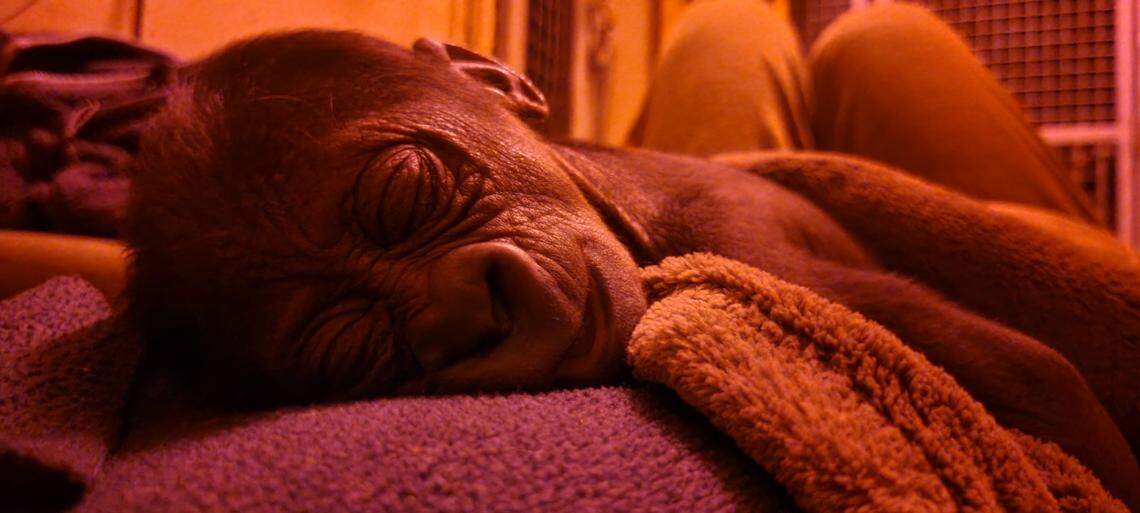 Akenji’s newborn is now in the care of zoo staff.